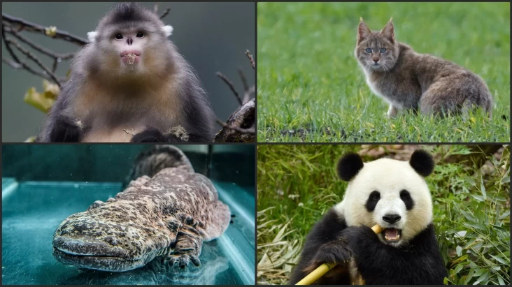 5 Makhluk Hidup Endemik China yang dimaksud dimaksud Mengejutkan, Salah Satunya Panda Raksasa