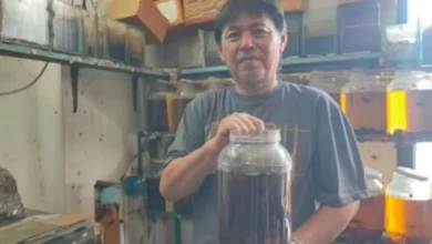 Berawal dari Hobi, Pengusaha Ikan Hias Untung hingga Puluhan Juta