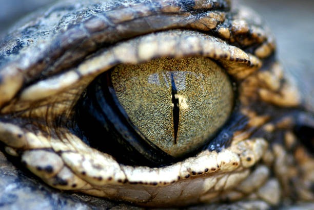 Fungsi juga Cara Kerja Selaput Mata Buaya, Rahasia Unik Sang Predator