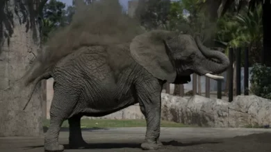 Gajah Paling Sedih di area di Bumi Terdekteksi Depresi Selama 8 Tahun