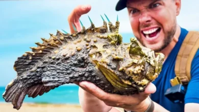 5 Ikan Paling Beracun di Dunia, Sekali Sentuh Nyawa Melayang!
