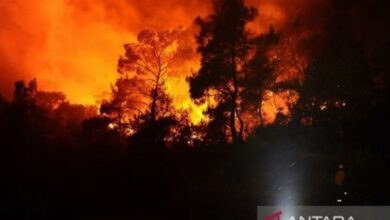 Kebakaran hutan dahsyat pada Israel, 24 pemukim terluka