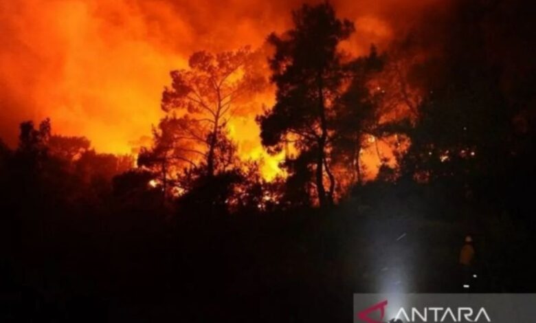 Kebakaran hutan dahsyat pada Israel, 24 pemukim terluka